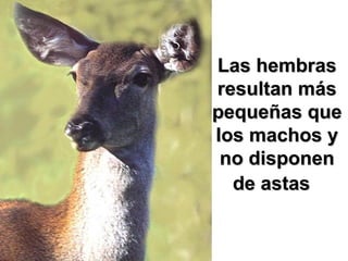 Las hembras resultan más pequeñas que los machos y  no disponen de astas   