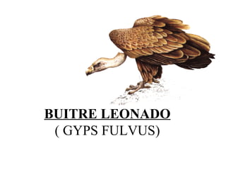 BUITRE LEONADO ( GYPS FULVUS) 