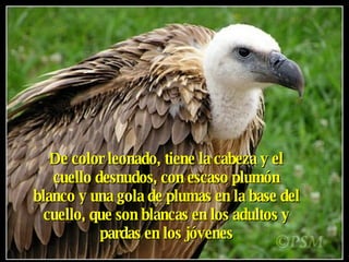 De color leonado, tiene la cabeza y el cuello desnudos, con escaso plumón blanco y una gola de plumas en la base del cuello, que son blancas en los adultos y pardas en los jóvenes 