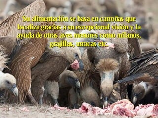 Su alimentación se basa en carroñas que localiza gracias a su excepcional visión y la ayuda de otras aves menores como milanos, grajillas, urracas etc. 