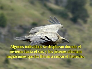Algunos individuos se desplazan durante el invierno hacia el sur, y los jóvenes efectúan migraciones que les llevan a cruzar el Estrecho. 