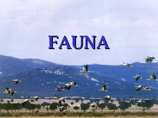 FAUNA 