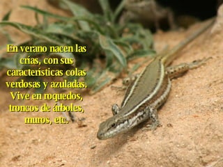 En verano nacen las crías, con sus características colas verdosas y azuladas. Vive en roquedos, troncos de árboles, muros, etc. 