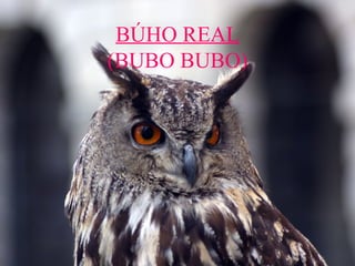BÚHO REAL (BUBO BUBO) 