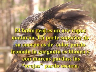 El búho real es un ave rapaz nocturna. La parte superior de su cuerpo es de  color pardo leonado la garganta es blanca y  con marcas pardas; las “orejas” pardo oscuro. 