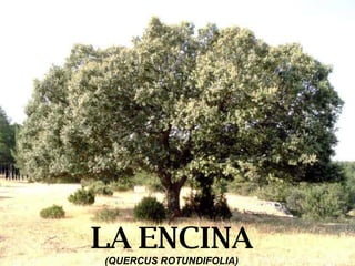 LA ENCINA (QUERCUS ROTUNDIFOLIA) 