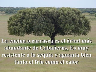 La encina o carrasca es el árbol más abundante de Cabañeros. Es muy resistente a la sequía y aguanta bien tanto el frío como el calor 
