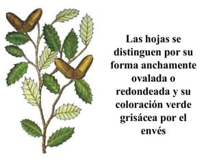 Las hojas se distinguen por su forma anchamente ovalada o redondeada y su coloración verde grisácea por el envés 