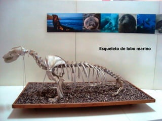 Esqueleto de lobo marino
 
