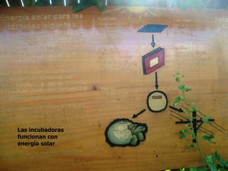 Las incubadoras
funcionan con
energía solar
 