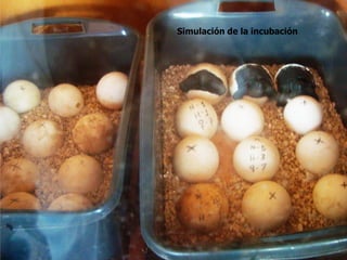 Simulación de la incubación
 