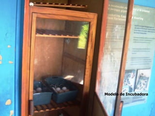Modelo de Incubadora
 