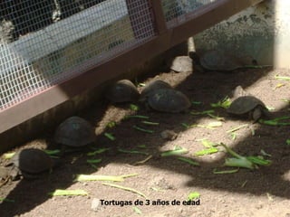 Tortugas de 3 años de edad
 