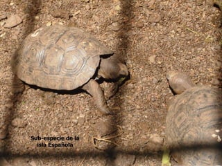 Sub-especie de la
  isla Española
 