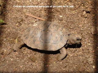 Crecen en ambiente parecido al terreno de la isla
 