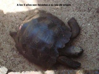 A los 5 años son llevadas a su isla de origen
 