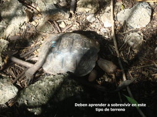 Deben aprender a sobrevivir en este
         tipo de terreno
 