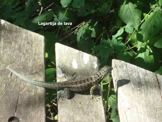 Lagartija de lava
 