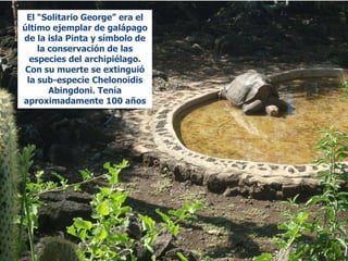 El “Solitario George” era el
último ejemplar de galápago
de la isla Pinta y símbolo de
    la conservación de las
  especies del archipiélago.
 Con su muerte se extinguió
 la sub-especie Chelonoidis
       Abingdoni. Tenía
aproximadamente 100 años
 