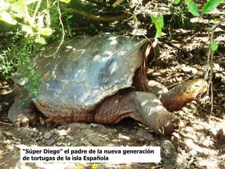 “Súper Diego” el padre de la nueva generación
de tortugas de la isla Española
 