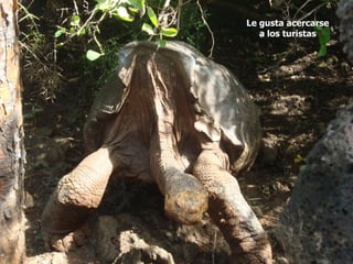 Le gusta acercarse
   a los turistas
 