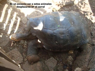Es un encanto ver a estos animales
      desplazarse en el corral
 