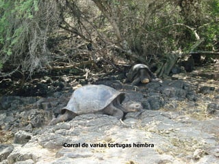Corral de varias tortugas hembra
 