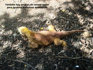 También hay un plan de conservación
 para iguanas terrestres endémicas
 