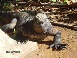 Iguana Marina
 