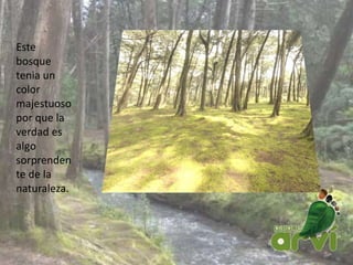 Este
bosque
tenia un
color
majestuoso
por que la
verdad es
algo
sorprenden
te de la
naturaleza.
 