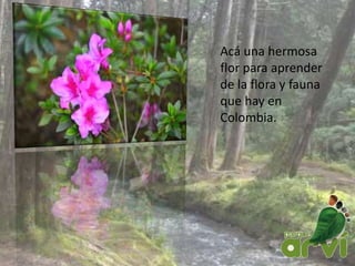 Acá una hermosa
flor para aprender
de la flora y fauna
que hay en
Colombia.
 
