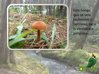 Este hongo
que se veía
inofensivo y
hermoso, pero
la verdad era
peligroso.
 