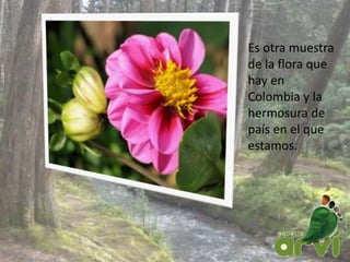 Es otra muestra
de la flora que
hay en
Colombia y la
hermosura de
país en el que
estamos.
 