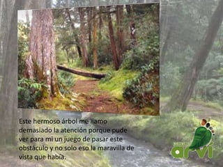 Este hermoso árbol me llamo
demasiado la atención porque pude
ver para mi un juego de pasar este
obstáculo y no solo eso la maravilla de
vista que había.
 