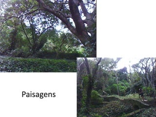Paisagens