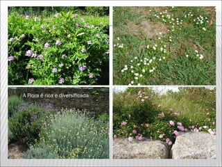 A Flora é rica e diversificada
 