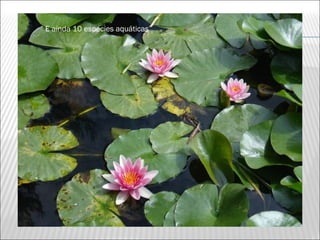 E ainda 10 espécies aquáticas
 