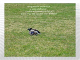 Ao vaguearmos pelo Parque
           é possível observar
     uma vasta diversidade de fauna
que ao longo dos anos tem vindo a crescer
 