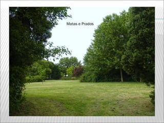 Matas e Prados
 