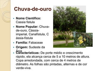 Chuva-de-ouroNome Científico: Cassia fistulaNome Popular: Chuva-de-ouro, Cássia-imperial, Canafístula, Cássia-fístulaFamília:FabaceaeOrigem: Sudeste da ÁsiaCaracterísticas: De porte médio e crescimento rápido, ela alcança cerca de 5 a 10 metros de altura. Copa arredondada, com cerca de 4 metros de diâmetro. As folhas são pintadas, alternas e de cor verde-viva.