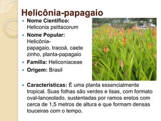 Helicônia-papagaioNome Científico:HeliconiapsittacorumNome Popular:Helicônia-papagaio, tracoá, caetezinho, planta-papagaioFamília:HeliconiaceaeOrigem: BrasilCaracterísticas: É uma planta essencialmente tropical. Suas folhas são verdes e lisas, com formato oval-lanceolado, sustentadas por ramos eretos com cerca de 1,5 metros de altura e que formam densas touceiras com o tempo.