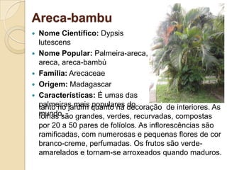 Areca-bambuNome Científico: DypsislutescensNome Popular: Palmeira-areca, areca, areca-bambúFamília: ArecaceaeOrigem: MadagascarCaracterísticas: É umas das palmeiras mais populares do mundo,tanto no jardim quanto na decoração  de interiores. As folhas são grandes, verdes, recurvadas, compostas por 20 a 50 pares de folíolos. As inflorescências são ramificadas, com numerosas e pequenas flores de cor branco-creme, perfumadas. Os frutos são verde-amarelados e tornam-se arroxeados quando maduros. 