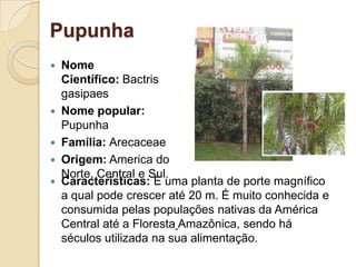 PupunhaNome Científico: BactrisgasipaesNome popular: PupunhaFamília: ArecaceaeOrigem: America do Norte, Central e Sul.Características: È uma planta de porte magnífico a qual pode crescer até 20 m. É muito conhecida e consumida pelas populações nativas da AméricaCentral até a FlorestaAmazônica, sendo há séculos utilizada na sua alimentação.