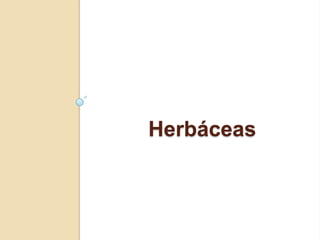 Herbáceas