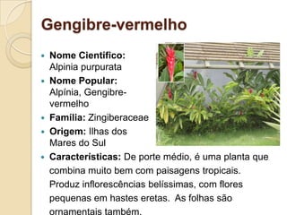 Gengibre-vermelhoNome Científico:AlpiniapurpurataNome Popular:Alpínia, Gengibre-vermelhoFamília:ZingiberaceaeOrigem: Ilhas dos Mares do Sul Características: De porte médio, é uma planta que combina muito bem com paisagens tropicais. Produz inflorescências belíssimas, com flores pequenas em hastes eretas.  As folhas são ornamentais também.