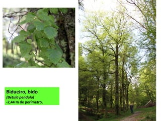 Bidueiro, bido
(Betula pendula)
-2,44 m de perímetro.
 