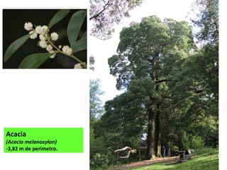 Acacia
(Acacia melanoxylon)
-3,82 m de perímetro.
 
