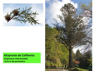 Alcipreste de California
(Cupressus macrocarpa)
-4,21 m de perímetro.
 