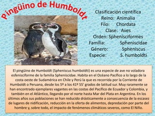 El pingüino de Humboldt (Spheniscus humboldti) es una especie de ave no voladora
esfenisciforme de la familia Spheniscidae. Habita en el Océano Pacífico a lo largo de la
costa oeste de Sudamérica en Chile y Perú la que es recorrida por la Corriente de
Humboldt o Peruana, desde los 5º a los 41º 55' grados de latitud sur. Muy raramente se
han encontrado ejemplares vagantes en las costas del Pacífico de Ecuador y Colombia, y
también en el Atlántico, llegando por el norte hasta Mar del Plata en Argentina. En los
últimos años sus poblaciones se han reducido drásticamente a consecuencia de la escasez
de lugares de nidificación, reducción en la oferta de alimentos, depredación por parte del
hombre y, sobre todo, el impacto de fenómenos climáticos severos, como El Niño.
Clasificación científica
Reino: Animalia
Filo: Chordata
Clase: Aves
Orden: Sphenisciformes
Familia: Spheniscidae
Género: Spheniscus
Especie: S. humboldti
 