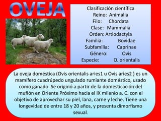 La oveja doméstica (Ovis orientalis aries1 u Ovis aries2 ) es un
mamífero cuadrúpedo ungulado rumiante doméstico, usado
como ganado. Se originó a partir de la domesticación del
muflón en Oriente Próximo hacia el IX milenio a. C. con el
objetivo de aprovechar su piel, lana, carne y leche. Tiene una
longevidad de entre 18 y 20 años, y presenta dimorfismo
sexual.
Clasificación científica
Reino: Animalia
Filo: Chordata
Clase: Mammalia
Orden: Artiodactyla
Familia: Bovidae
Subfamilia: Caprinae
Género: Ovis
Especie: O. orientalis
 